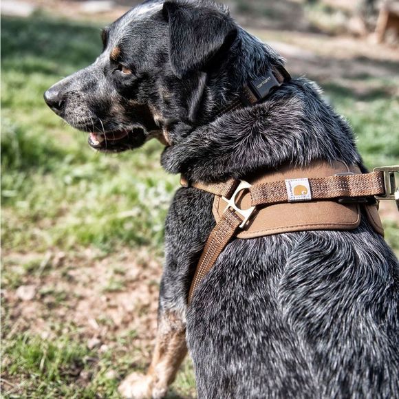 Carhartt Other - CARHARTT | NWT Carhartt® Walking Harness